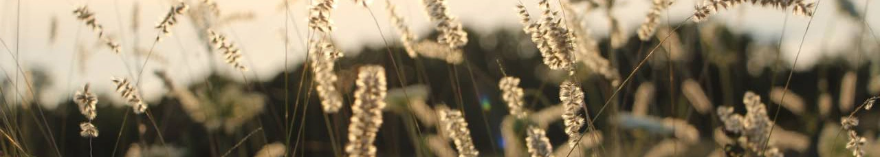 Idag fredag 26 december